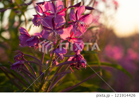 medicinal and edible herb, blooming Sally herb blossoming on field at sunny day. close up medicinal and edible herb, blooming Sally herb blossoming on field at sunny day. close up 121914426