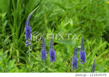 信州白馬五竜高山植物園で見た並んで咲く塔のように伸びた瑠璃色の花の花序が綺麗なルリトラノオ 信州白馬五竜高山植物園で見た並んで咲く塔のように伸びた瑠璃色の花の花序が綺麗なルリトラノオ 121914579