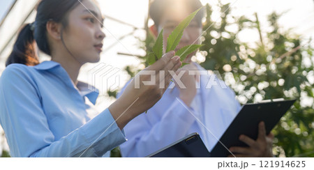 Research on cannabis cultivation techniques greenhouse facility scientific study agricultural environment close up view innovative solutions Research on cannabis cultivation techniques greenhouse facility scientific study agricultural environment close up view innovative solutions 121914625