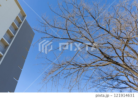 春を待つ桜＜1月＞ 121914631