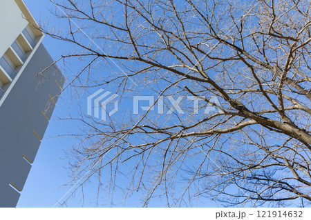 春を待つ桜＜1月＞ 121914632