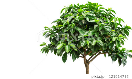 A healthy coffee tree displays its vibrant green foliage against a clean white backdrop, highlighting its robust growth and beauty 121914755