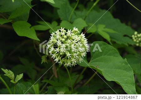 信州栂池で見た白色の花が球状になった花序が綺麗なイケマ 121914867
