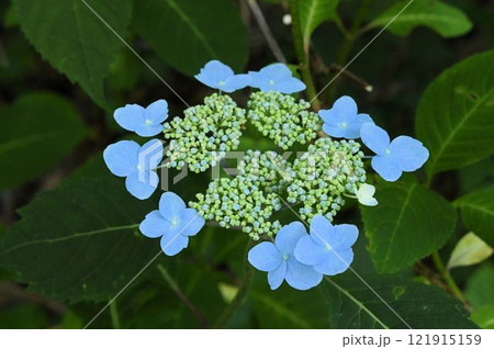 信州栂池で見た花弁四枚の青色の装飾花が綺麗なヤマアジサイの変種のエゾアジサイ 121915159