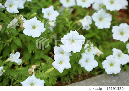 爽やか　ペチュニアの花 121915294