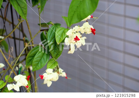 鮮やか ゲンペイカズラの花 鮮やか ゲンペイカズラの花 121915298