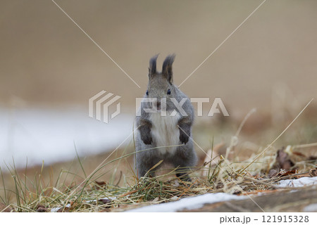 ジャンプするエゾリス 121915328