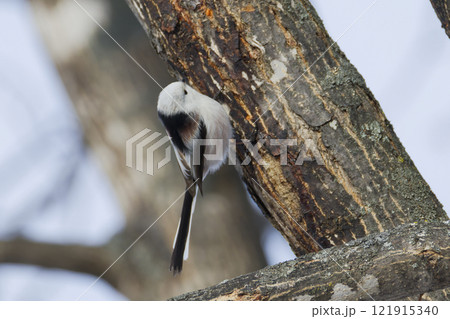 シマエナガ シマエナガ 121915340