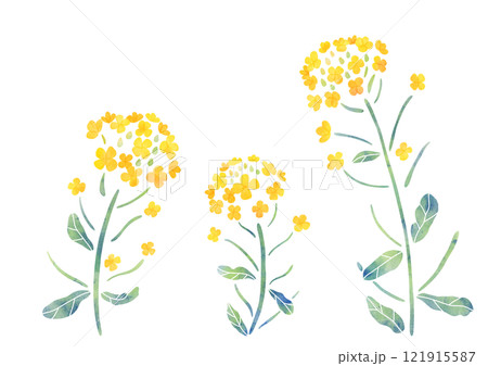 シンプルな菜の花のイラスト　水彩タッチ 121915587