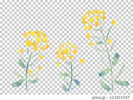 シンプルな菜の花のイラスト　水彩タッチ 121915587