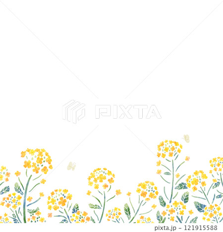 菜の花と蝶のフレーム　四角　水彩タッチ 121915588