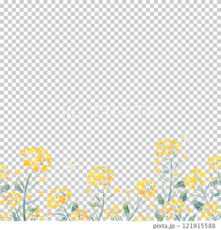 菜の花と蝶のフレーム　四角　水彩タッチ 121915588