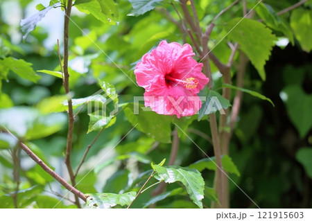 鮮やか　ハイビスカスの花 121915603