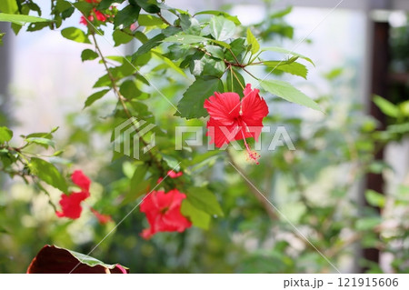 鮮やか ハイビスカスの花 鮮やか ハイビスカスの花 121915606