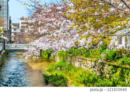京都 祇園白川の桜 121915640