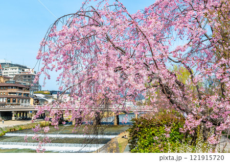 京都 鴨川のしだれ桜 121915720