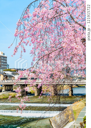 京都 鴨川のしだれ桜 121915722