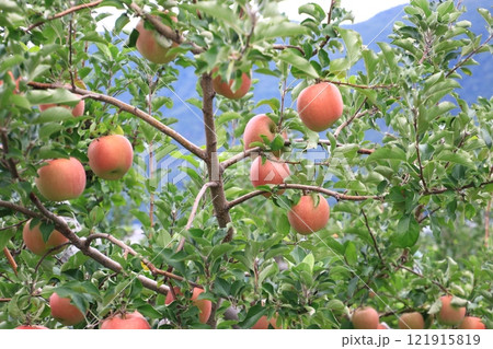 実りの秋… 色付きを深めた『リンゴ』 121915819