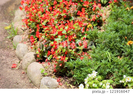 ベゴニアの花 ベゴニアの花 121916047