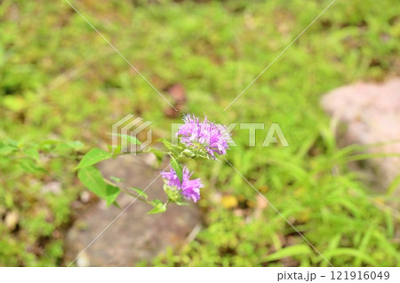 ワイルドベルガモットの花 ワイルドベルガモットの花 121916049