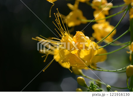 オウコチョウ 121916130