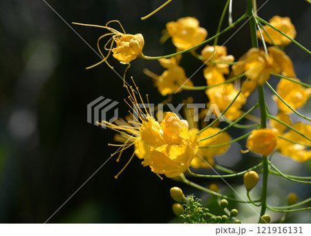 オウコチョウ 121916131