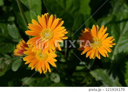 黄色いガーベラの花 121916170