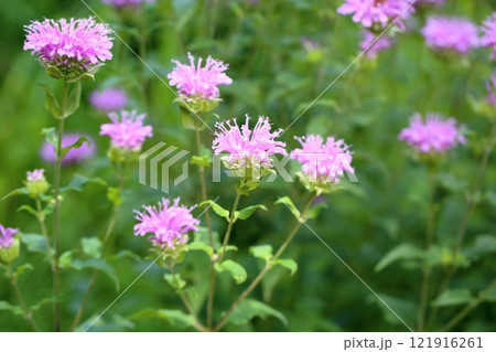 ワイルドベルガモットの花 121916261
