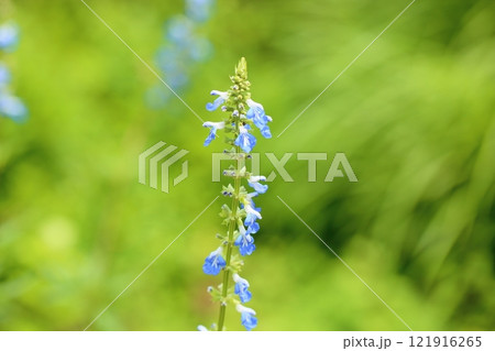 サルビアの花　ウリギノーサ 121916265