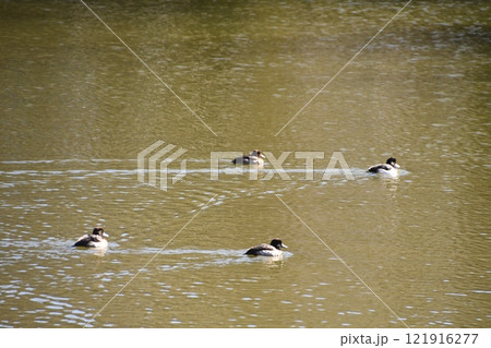 鎌倉　谷戸池で泳ぐカモ 121916277
