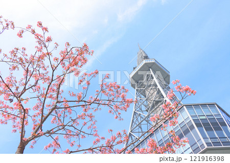 愛知県名古屋市、咲き始めの河津桜とテレビ塔の風景 121916398