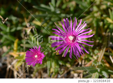 マツバギク 121916410