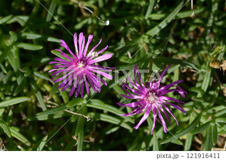 マツバギク 121916411