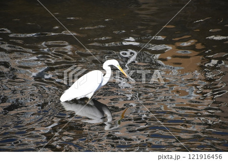 鎌倉　柏尾川で泳ぐ鳥鳥 121916456