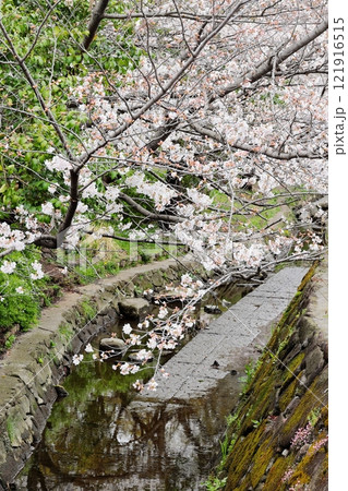 二ヶ領用水の桜 川崎市中原区 タテ位置 二ヶ領用水の桜 川崎市中原区 タテ位置 121916515