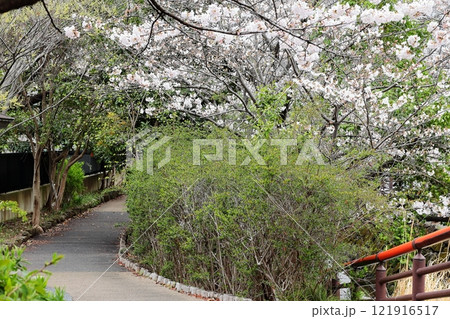 二ヶ領用水の桜 川崎市中原区 二ヶ領用水の桜 川崎市中原区 121916517