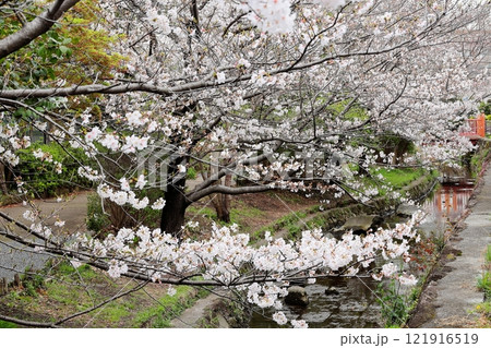 二ヶ領用水の桜 川崎市中原区 二ヶ領用水の桜 川崎市中原区 121916519