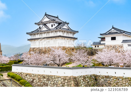 広島 桜満開の福山城　伏見櫓（福山駅から） 121916789
