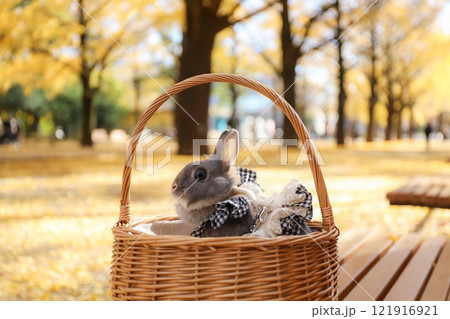 イチョウの絨毯とうさぎ 121916921