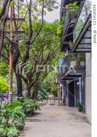 Lush green street in the Condesa neighborhood, Mexico City. Urban oasis with vibrant vegetation, offering tranquility and charm in the heart of a bustling metropolis. Nature and city harmony concept 121916939