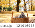 イチョウの絨毯とうさぎ 121916948