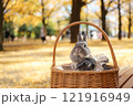 イチョウの絨毯とうさぎ 121916949
