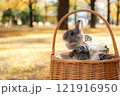 イチョウの絨毯とうさぎ 121916950