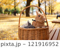 イチョウの絨毯とうさぎ 121916952