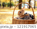 イチョウの絨毯とうさぎ 121917065