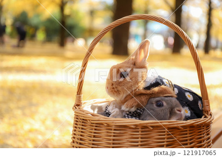 イチョウの絨毯とうさぎ イチョウの絨毯とうさぎ 121917065