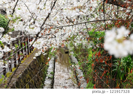 二ヶ領用水の桜 川崎市中原区 二ヶ領用水の桜 川崎市中原区 121917328