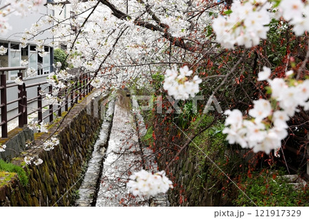 二ヶ領用水の桜 川崎市中原区 二ヶ領用水の桜 川崎市中原区 121917329