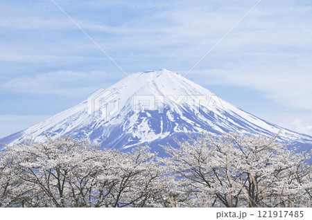 富士と桜 富士と桜 121917485
