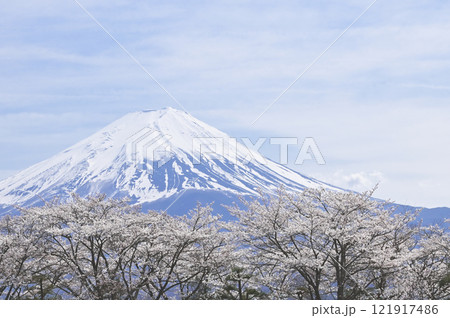 富士と桜 121917486